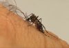 Santa Catarina confirma primeiro óbito por dengue de 2021