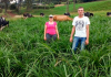 Cada real investido na Epagri gera R$ 6,92 em retorno para a sociedade