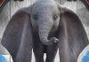 Center Shopping Araranguá estreia remake de Dumbo