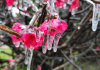 Menor temperatura do ano em SC: Bom Jardim da Serra registra -7,5 °C