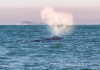 Temperatura do mar pode ter atraído baleias jubarte ao litoral catarinense