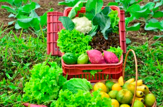 Epagri promove capacitação on-line sobre agroecologia na terça-feira