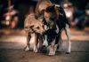Prefeitura de Criciúma irá intensificar recolhimento de animais de rua