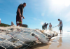 Temporada rende 70 toneladas de tainha e pescadores retomam luta por local de armazenamento