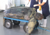 Tartaruga-gigante rara com 225 quilos é encontrada morta no Litoral de SC
