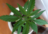 STJ: ter item de cultivo de maconha para uso pessoal não é crime