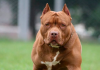 Duas crianças são atacadas por pitbull solto na rua