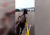 VÍDEO: Carroça com cavalo 'fura' pedágio e causa confusão na BR-101 em SC