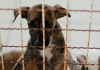 48 cães em situação de maus-tratos podem ir para lares provisórios