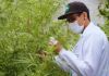 Lei quer fornecer de graça em SC remédios à base de canabidiol, extraído da maconha