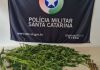 Polícia Militar prende traficante na Barranca e apreende drogas e munições