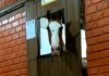 VÍDEO: Cavalo do 9º BPM abre baia sozinho e foge