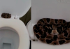 Cobra é encontrada em vaso sanitário de metalúrgica em SC