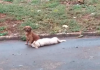Cachorro fica ao lado de outro que morreu atropelado e cena viraliza em SC