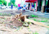 Araranguá: revitalização no calçadão inicia a etapa do corte de árvores