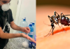 Com alta de casos da dengue, cientista de SC estuda técnica para impedir ciclo de transmissão