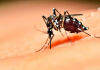 SC registra recorde de contaminação de dengue em 2022; mais de 32 mil casos confirmados