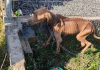 Polícia Civil resgata cachorra vítima de maus tratos