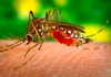 Municípios catarinenses poderão pedir ajuda ao Ministério da Saúde para combate à dengue