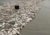 O mar está para peixe! Safra de Peixes é recorde em Balneário Gaivota
