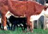 Em caso raro, vaca dá à luz a trigêmeos e chama atenção em SC