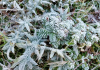 Município de Santa Catarina amanhece com -4,3°C e geada neste domingo; veja as regiões