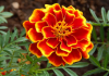 Flores da Primavera