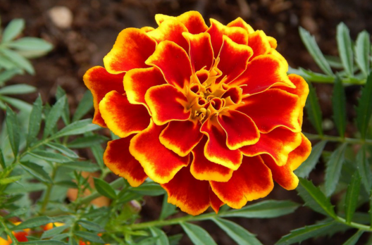 Flores da Primavera