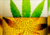 A pedido do prefeito de Blumenau, cerveja com aroma de Cannabis é vetada da Oktoberfest