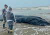 Baleia encalhada em Balneário Esplanada será sacrificada