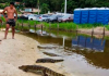 Jacarés ‘encurralam’ banhistas em Florianópolis por ‘boquinha grátis’ e prefeitura faz alerta