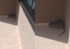 Capivara? Homem confunde animais e chama bombeiros em SC