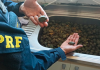 PRF prende homem transportando mais de mil filhotes de tartaruga