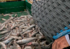 Temporada da pesca anilhada de tainha 2023 é encerrada em SC