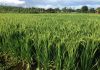 Campo AgroAcelerador inicia amanhã