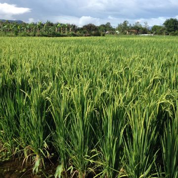 Campo AgroAcelerador inicia amanhã