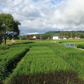Campo AgroAcelerador inicia amanhã