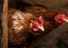 Japão suspende importação de aves vivas e carne de aves de SC após confirmação de gripe aviária em Maracajá