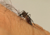 Secretaria de Estado da Saúde reforça os cuidados para prevenção da dengue em Santa Catarina