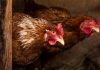 ‘O foco está erradicado’, afirma Defesa Sanitária Animal sobre gripe aviária em Maracajá