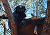 Parque Belinzoni: Animais de vida livre são atração à parte