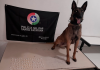 K9 Argo do 19ºBPM encontra mais de 100 pedras de crack na 'Favela do Ucca'