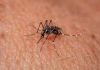 Sombrio realiza novas ações de combate à dengue