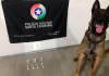 Polícia Militar apreende drogas com auxílio de cão farejador na 'Favela do UCCA'