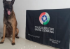 Cão Argo do 19º BPM encontra drogas em prédio abandonado em Araranguá