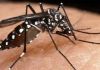 Balneário Gaivota: Ajude a combater a dengue, receba bem o agente de endemias