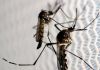 Araranguá decreta situação de emergência devido à dengue