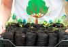 Mais de 300 mudas de árvores já foram plantadas pelo AMABio em 2024