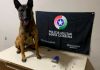 Cão Argo da Polícia Militar (k9) encontra drogas no bairro Divinéia em Araranguá