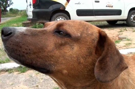 (VIDEO) Castração em Araranguá: são registrados todos os anos 1.200 castrações no mu...